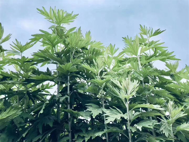種植基地