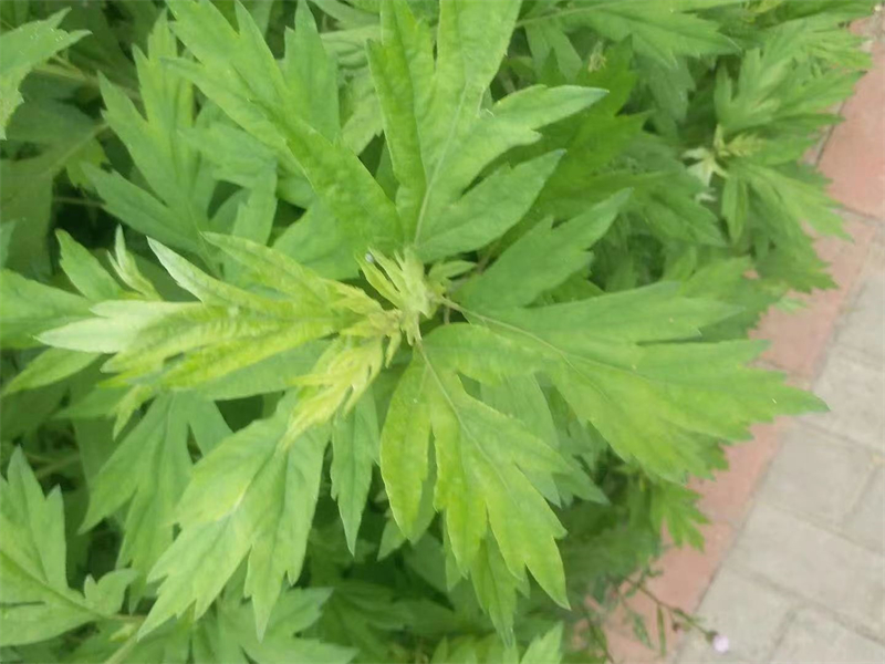 種植基地