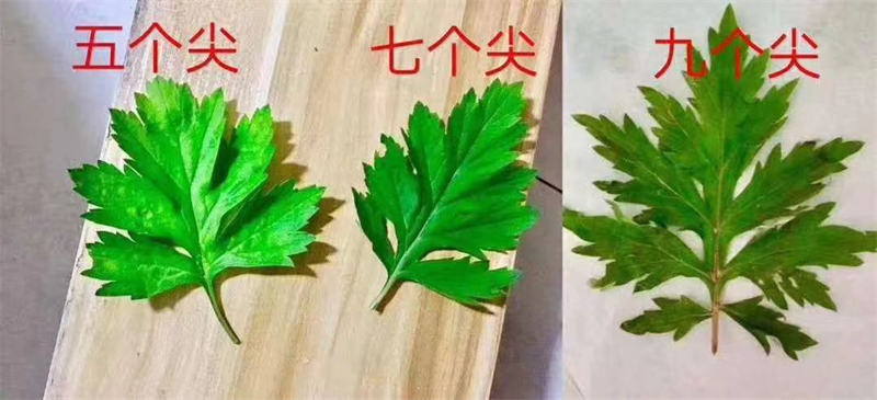 種植基地