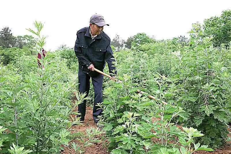 種植基地