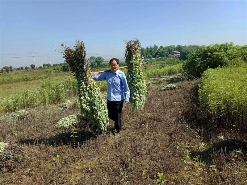 種植基地